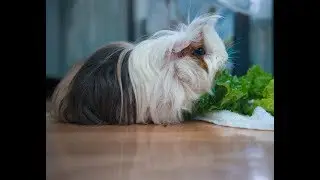 My peruvian Guinea Pig Grooming and Eating