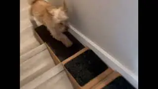 Dog Stairs for Small Dogs - Modular Pet Stairs for Any Staircase - Dog Ramps for Small Dogs