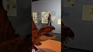 Dimetrodon is NOT a dinosaur!!! #dinosaur #dimetrodon #facts #dunk #actually #fossil
