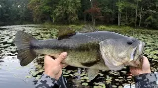 6lb Bass on the 