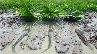 Amazing Boy Make 3 Small Deep Hole Fish Traps - How To Catch Fish - Very Simple Fish Trap