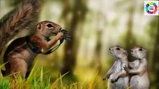 Whatsapp Funny Animals - Funny Animals Images - Funny Animals Video - Funny W