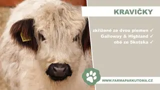 Kravičky Galloway & Highland | Farmapark u Toma [4K]