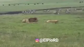 El Pio RD, Firulai Asesino + Otros Doblajes