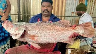 KASIMEDU SPEEDSELVAM BIG SIZE KODUVA FISH CUTTING VIDEO #kasimeduselvam #fishcutting 