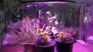 Low Cost LED Grow Light- Kingbo 45Watt LED Thin Grow Light Panel