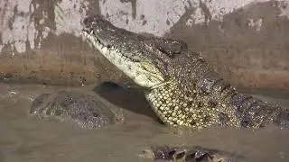 Crocodile Farm, Siem Reap, Cambodia 2014 with Travel Art