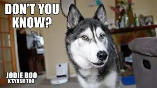 Getting Serious Side Eye From My Husky at Mail Time!
