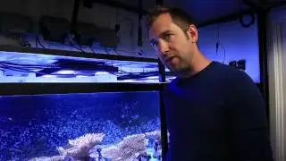 Coral sex studies seek to delay point of no return