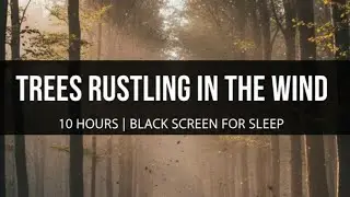 Trees Rustling in Wind &ndash; 10 Hours &ndash; Black Screen | Deep Sleep, Relax, Calm