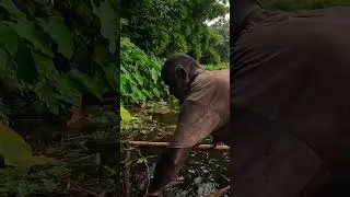 Rainy Day Fishing with Push Net |#RainyDayFishing #PushNetFishing #TraditionalFishing