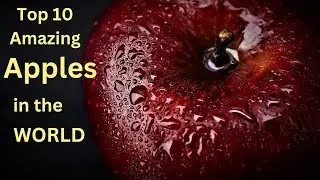 Top 10 amazing Apples in the world | 10 Most Amazing Apples varieties in the world