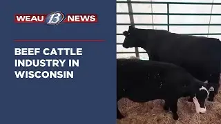 Beef Cattle Industry In Wisconsin (8/13/24)