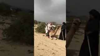 WHATSAPP COMEDY VIDEO 2018 - MAN FALL DOWN FROM CAMEL IN DESERT - TRUE INCIDENT