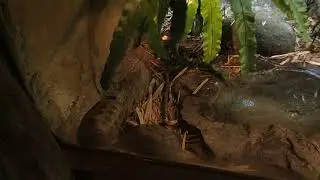 48 Indotestudo elongata Elongated tortoise Zoo Singapore 2017