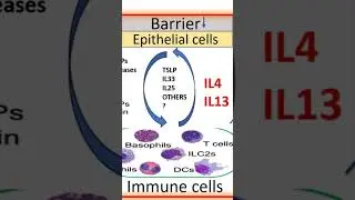 #shorts Inflammatory loops of chronic dermatosis