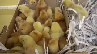 Reja perutnine na Oddelku za zootehniko Biotehniške fakultete