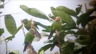 El Oro Parakeet at Buenaventura, Ecuador