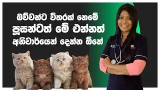 බව්වන්ට විතරක් නෙමේ පූසන්ටත් මේ එන්නත් අනිවාර්යෙන් දෙන්න ඕනේ  | Cat vaccination schedule | Pet Talk