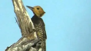 Ringed Woodpecker - Celeus torquatus tinnunculus (Boddaert, 1783)