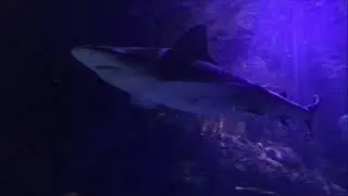 Shark Adventure Train Ride at the Downtown Aquarium in Houston,Texas