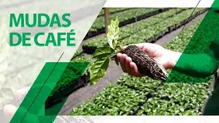 Mudas de Café em Tubetes