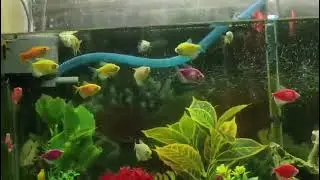 Very beautiful 4 feet aquarium tank 🐠🐟🐡