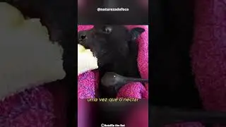 Raposa Voadora O Maior Morcego Do Mundo