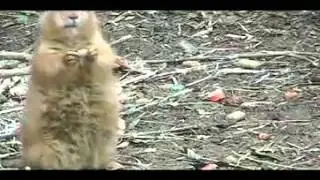 Смешное животное суслик Spermophilus