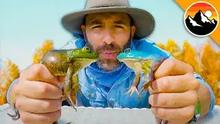 Blue Mutant Frog! Did I Find a New Species?!