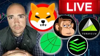 Shiba Inu. Apollo Crypto, ClearCryptos, Terareum, BTFA, & More!