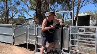 Kurraglen Ezy Clamp Sheep Handler