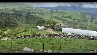 Artvin'de Yaylaya Göç Başladı: Büyük Koyunlar Göçü 2022