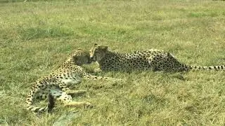A Pair Of Cheetah Lying On Grass | [ Copyright Free Video ]
