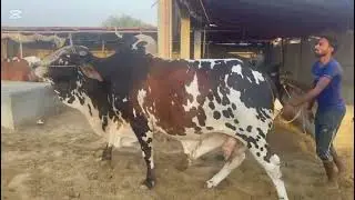 please subscribe my YouTube channel like share karo ❤️🐄#cow