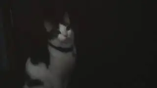 Crazy cat