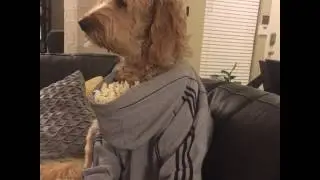 Nelson Takes Popcorn Eating To The Next Level With His Hoodie