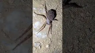 Wolf spider momma carrying hundreds of baby spiders on her back