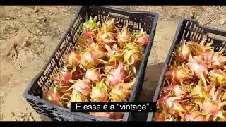 015 - General aspects of breeding new dragon fruit hybrids Part 2