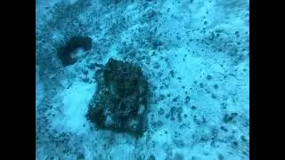 Persigue tus sueños, Navy SEALs