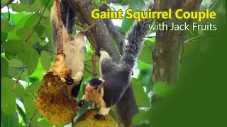 Captivating Moments: Giant Squirrel Couple's Encounter with Jack Fruits👉👈
