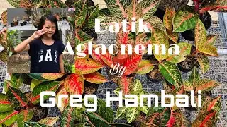 Batik Aglaonema by Greg Hambali