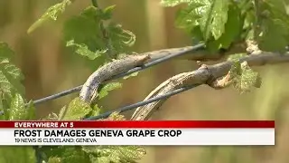 Frost damages vineyard in Geneva
