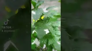 Green Steel Soul