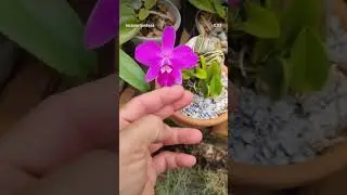 Laelia Sincorana #orquidias #catleya