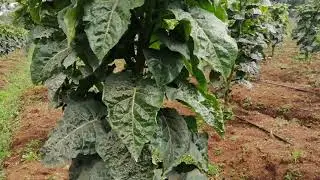 Tree tomato farming - 10 months old trees | What is the progress this far?