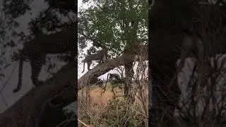 Kruger National Park -Balule Camp