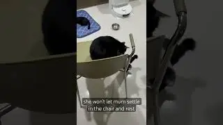 Mum discovered one way to deal with her cheeky kitten