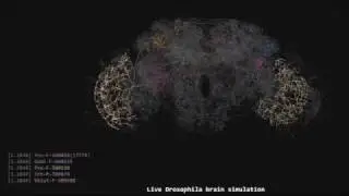 Fruit fly brain simulation