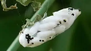 cute wild life #wild #wildtv #animals